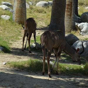 Greater Kudus