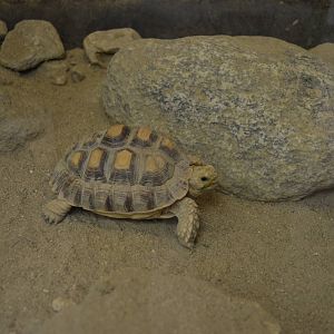Desert Tortoise