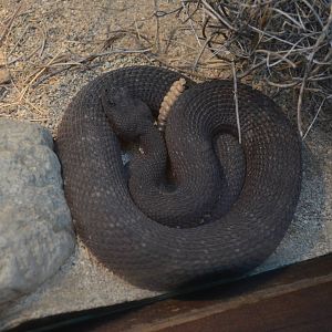 Southern Pacific Rattlesnake