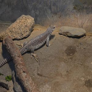 Desert Iguana