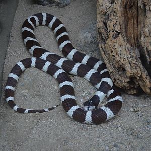Common Kingsnake