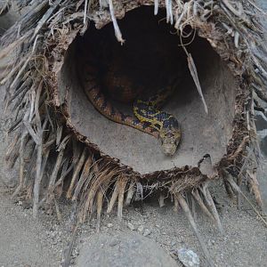 Gopher Snake