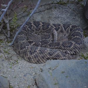 Southern Pacific Rattlesnake