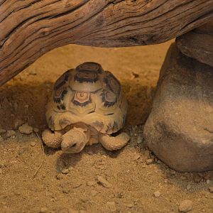 Leopard Tortoise