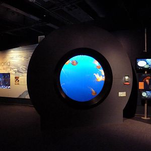 Pacific Sea Nettle Exhibit
