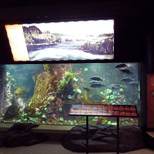 Treasures of the B.C. Coast Exhibit