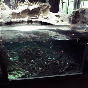 Strait of Georgia Exhibit (70,000 Gallons)