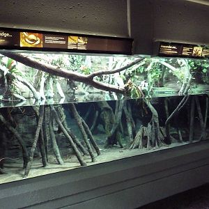 Green Anaconda/Diving Lizard Exhibit