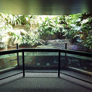 Yacare Caiman Exhibit