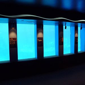 Pacific White-Sided Dolphin Exhibit - Underwater Viewing