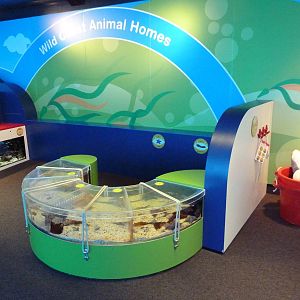 Clownfish Cove - Kiddie Zone