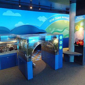 Clownfish Cove - Kiddie Zone