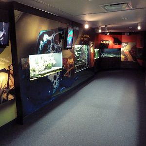 Frogs Forever Exhibit