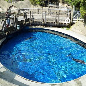 Pacific White-Sided Dolphin Exhibit - Side Tank