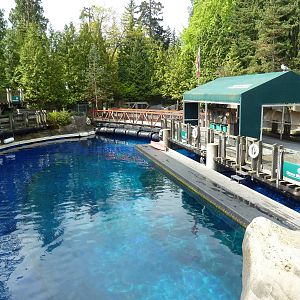 Pacific White-Sided Dolphin Exhibit