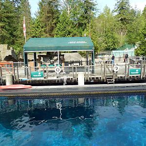 Pacific White-Sided Dolphin Exhibit