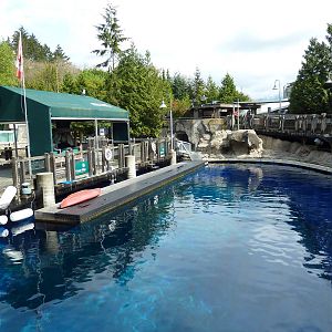 Pacific White-Sided Dolphin Exhibit