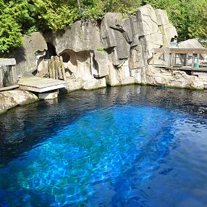 Pacific White-Sided Dolphin Exhibit