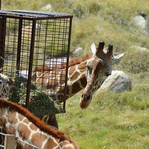 Reticulated Giraffes