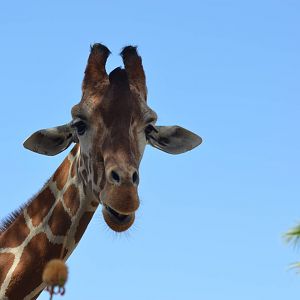 Reticulated Giraffe