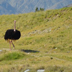 Ostrich