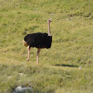 Ostrich