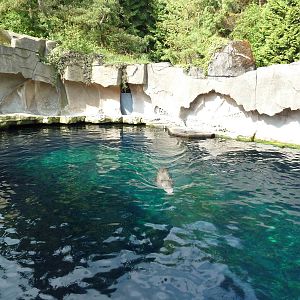 Steller's Sea Lion Exhibit
