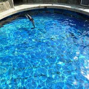 Pacific White-Sided Dolphin Exhibit