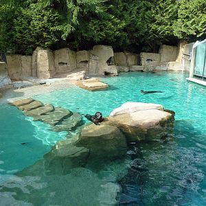 Harbour Seal Exhibit