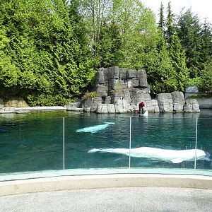 Beluga Whale Exhibit