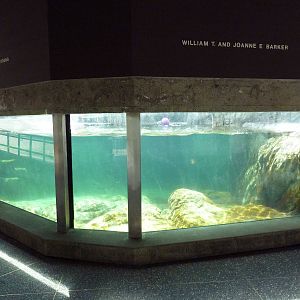 Sea Otter Exhibit #2 - Underwater Viewing