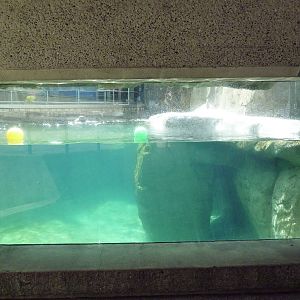 Sea Otter Exhibit #1 - Underwater Viewing
