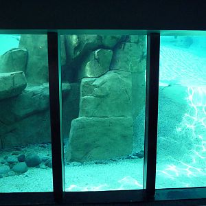 Harbour Seal Exhibit - Underwater Viewing