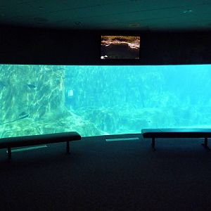 Beluga Whale Exhibit - Underwater Viewing Window #1