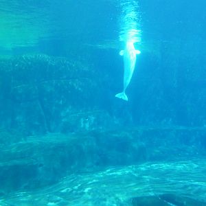 Beluga Whale Exhibit - Underwater Viewing