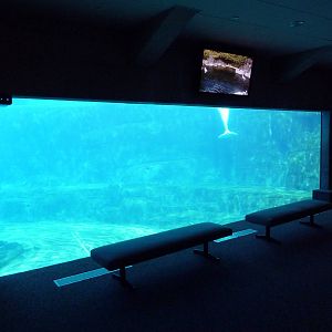 Beluga Whale Exhibit - Underwater Viewing Window #2