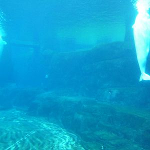 Beluga Whale Exhibit - Underwater Viewing