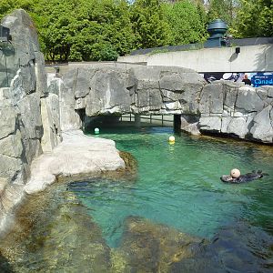 Sea Otter Exhibit #1