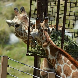 Reticulated Giraffes