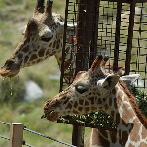 Reticultaed Giraffes