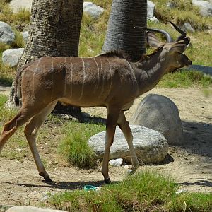 Greater Kudu
