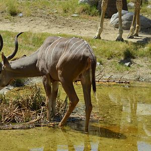 Greater Kudu