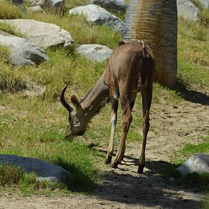 Greater Kudu