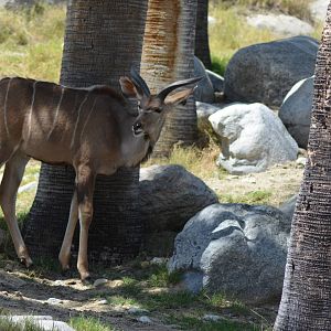 Greater Kudu