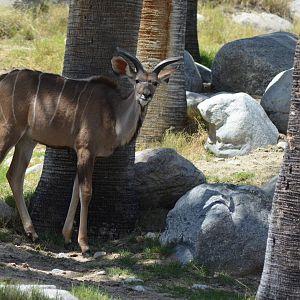 Greater Kudu