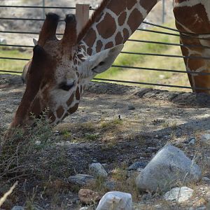 Reticulated Giraffe