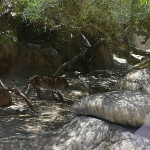 Amur Leopard