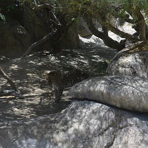 Amur Leopard