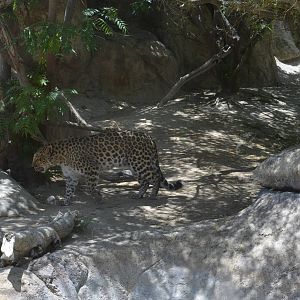 Amur Leopard