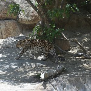 Amur Leopard